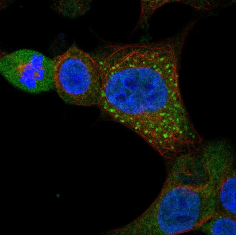 Anti-GXYLT1 Antibody