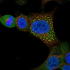 Anti-GXYLT1 Antibody