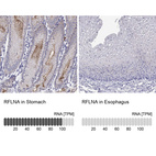 Anti-RFLNA Antibody