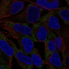 Anti-NLRP11 Antibody