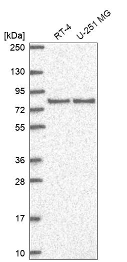 Anti-DLG3 Antibody