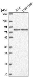 Anti-DLG3 Antibody