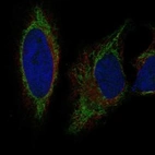 Immunofluorescent staining of human cell line HeLa shows localization to mitochondria.