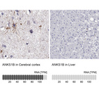 Anti-ANKS1B Antibody