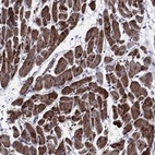 Anti-NDUFA4 Antibody