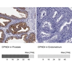 Anti-CPNE4 Antibody