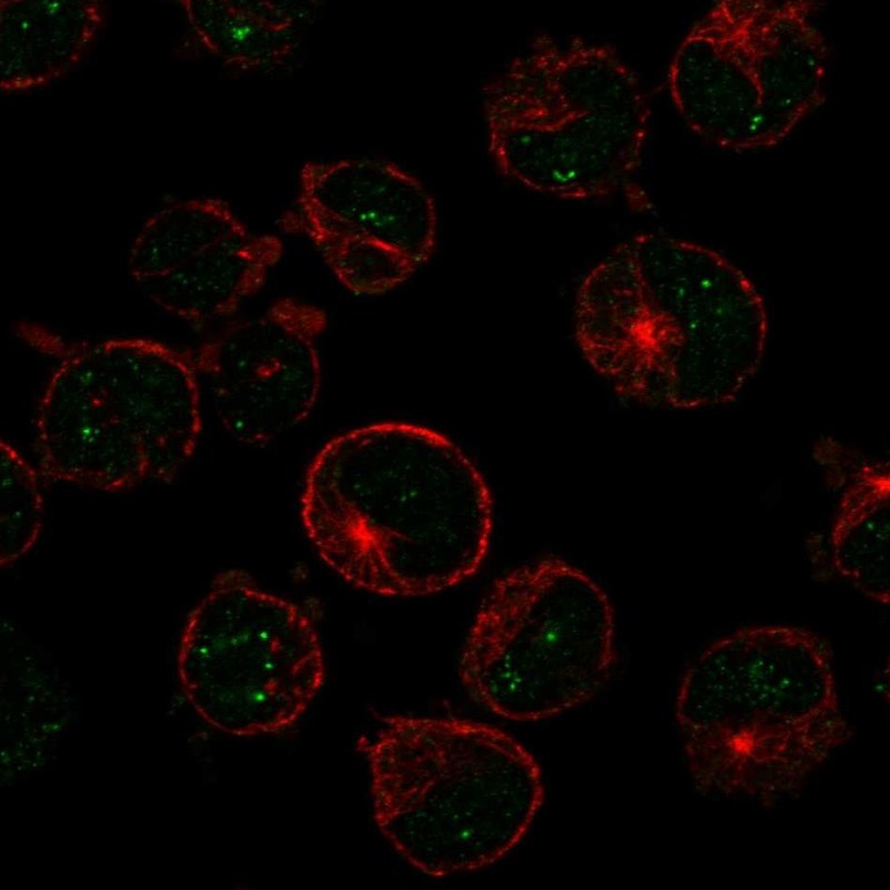 Anti-MSH5 Antibody