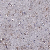 Anti-APPBP2 Antibody