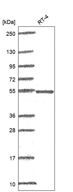 Anti-POLG2 Antibody