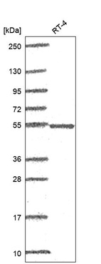 Anti-POLG2 Antibody