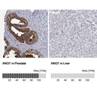 Anti-ANO7 Antibody