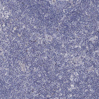 Immunohistochemical staining of human lymph node shows no positivity in non-germinal center cells.