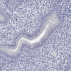 Immunohistochemical staining of human endometrium shows no positivity in glandular cells.