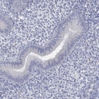 Immunohistochemical staining of human endometrium shows no positivity in glandular cells.