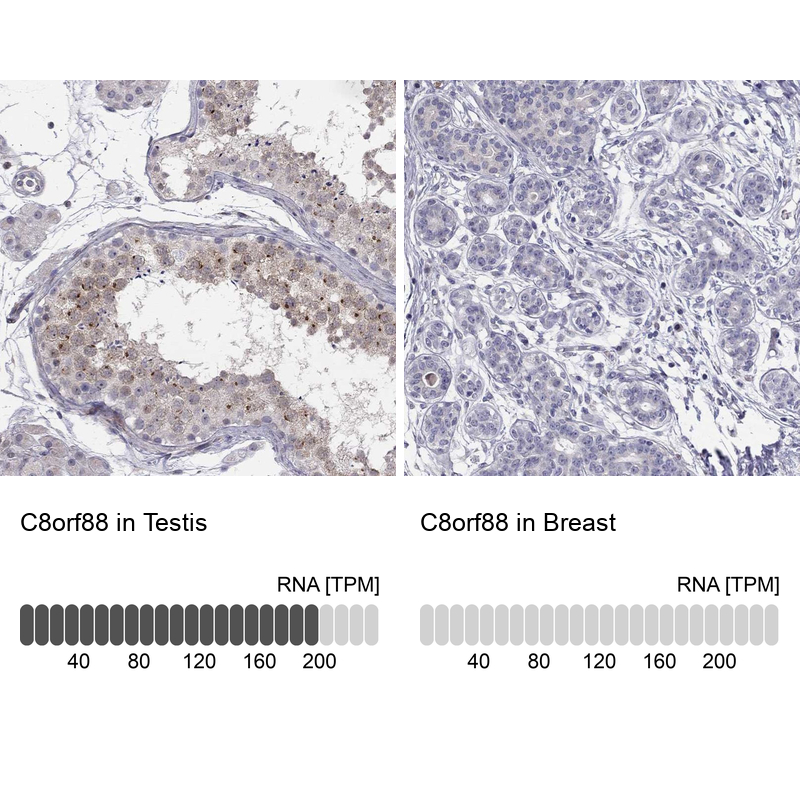 Anti-C8orf88 Antibody