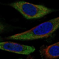 Anti-SLC25A43 Antibody