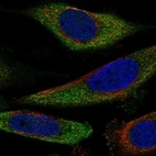 Anti-SLC25A43 Antibody