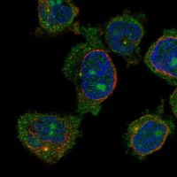 Anti-CCDC168 Antibody