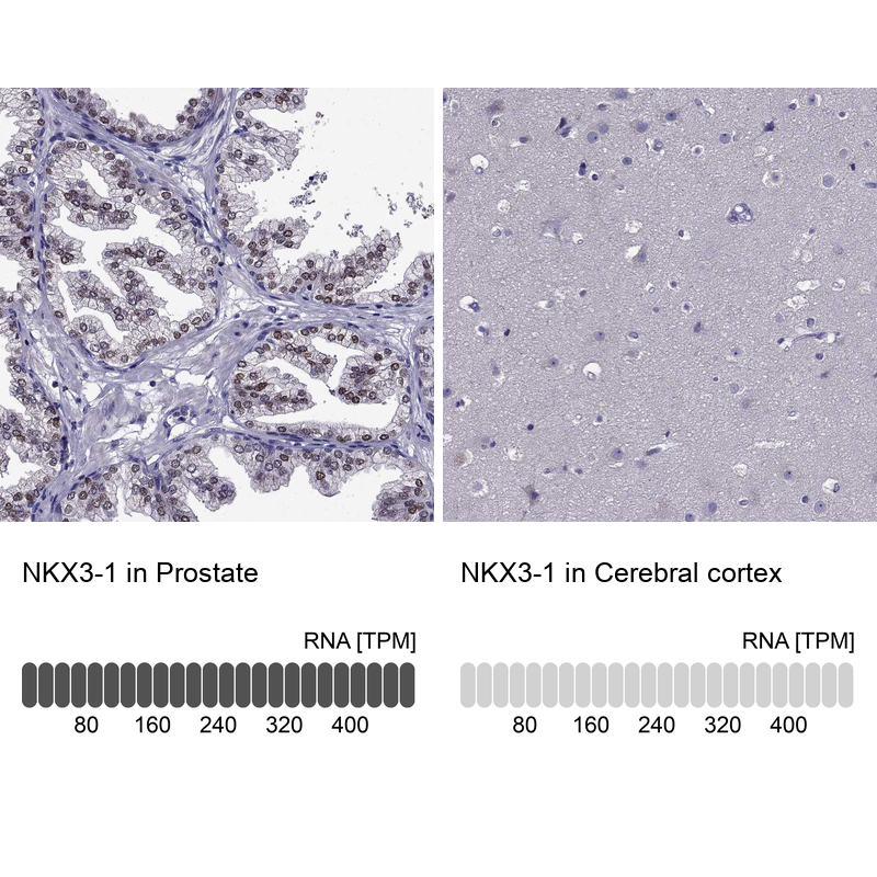 Anti-NKX3-1 Antibody