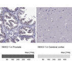 Anti-NKX3-1 Antibody