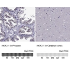 Anti-NKX3-1 Antibody