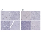 Immunohistochemical staining of human cerebral cortex, liver, pancreas and skeletal muscle using Anti-TBR1 antibody HPA078644 (A) shows similar protein distribution across tissues to independent antibody HPA078657 (B).