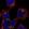 Anti-PANK3 Antibody