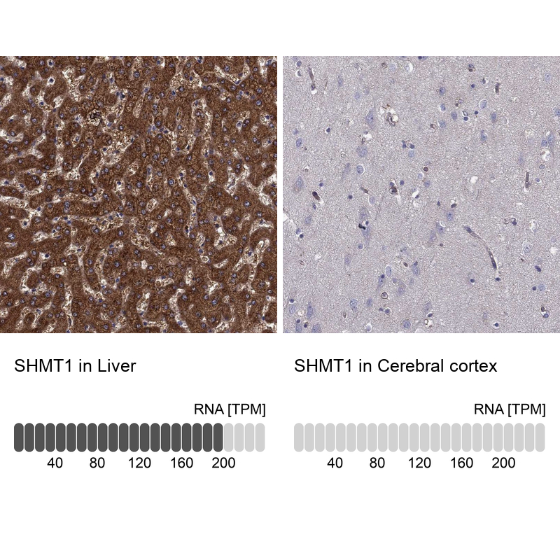 Anti-SHMT1 Antibody