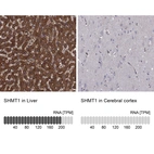 Anti-SHMT1 Antibody