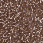 Immunohistochemical staining of human liver shows high expression.