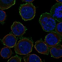 Anti-ARHGAP9 Antibody