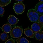 Anti-ARHGAP9 Antibody