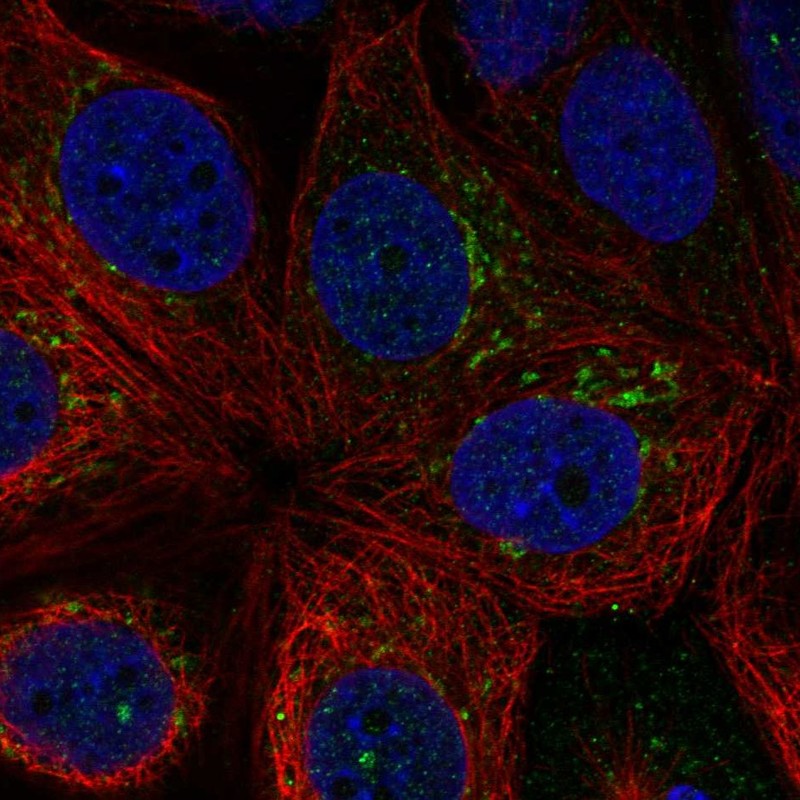 Anti-RNF224 Antibody