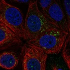 Anti-RNF224 Antibody