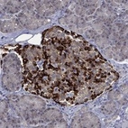 Anti-SELENOO Antibody