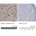 Anti-NACAD Antibody