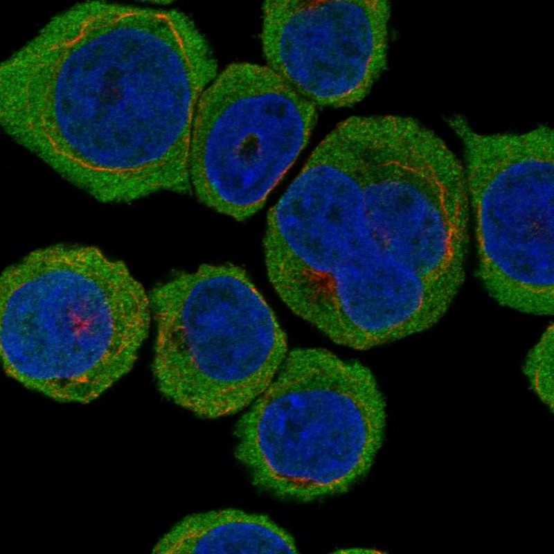 Anti-TESPA1 Antibody