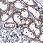 Immunohistochemical staining of human kidney shows high expression.