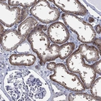 Immunohistochemical staining of human kidney shows high expression.
