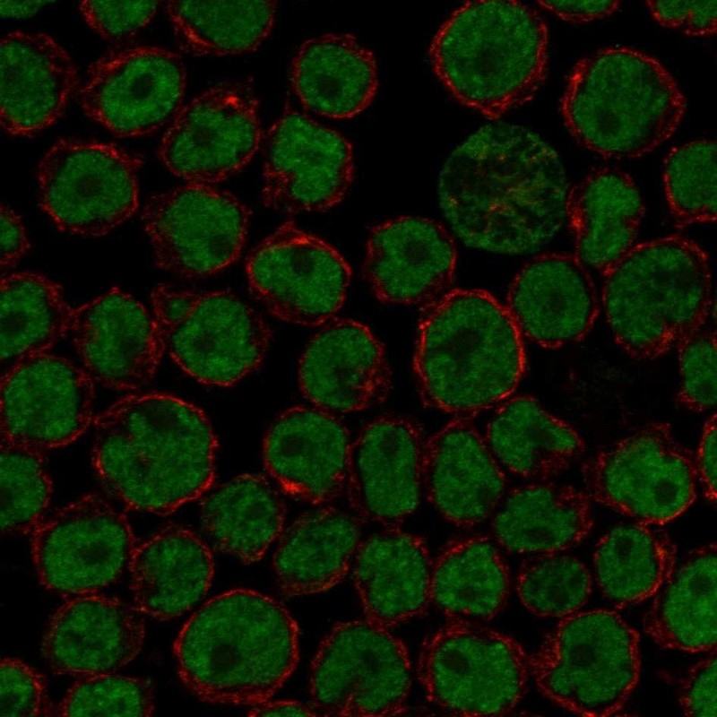 Anti-FIP1L1 Antibody