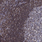 Immunohistochemical staining of human tonsil shows high expression.