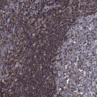 Immunohistochemical staining of human tonsil shows high expression.