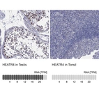 Anti-HEATR4 Antibody