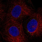 Anti-C1orf105 Antibody
