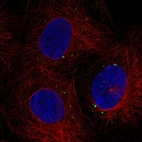 Anti-C1orf105 Antibody