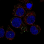 Anti-RAB44 Antibody