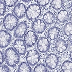 Immunohistochemical staining of human rectum shows low expression as expected.