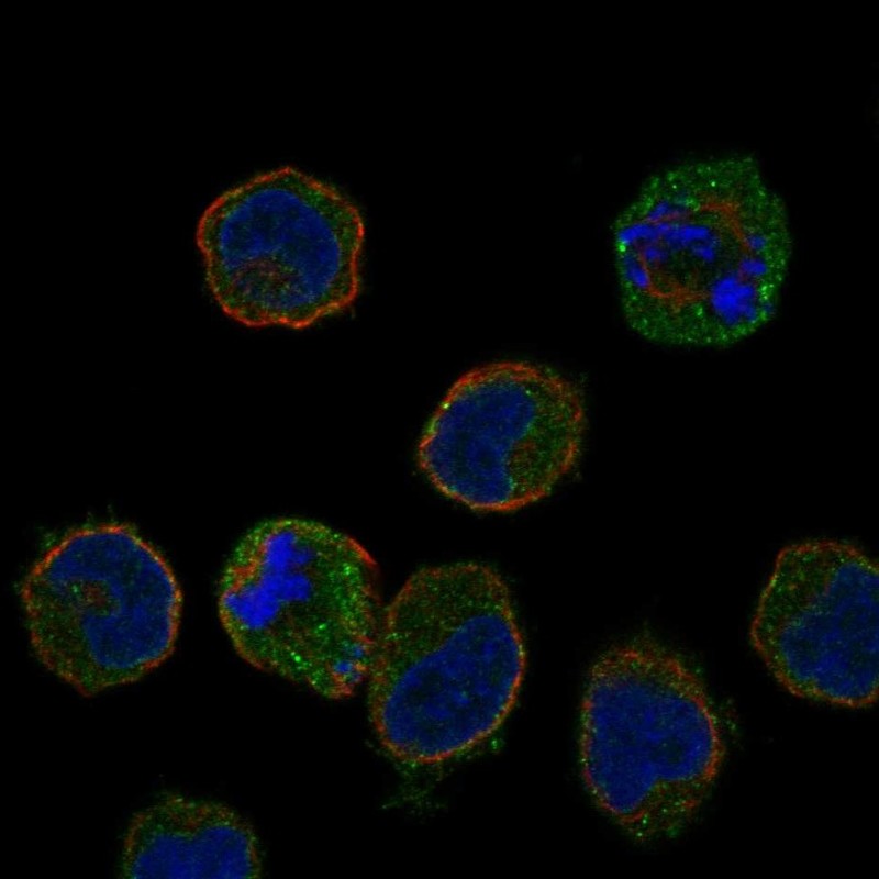 Rabbit Polyclonal Anti-LST1 Antibody - Buy for research - Highly ...