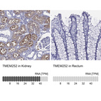 Anti-TMEM252 Antibody