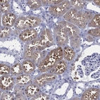 Immunohistochemical staining of human kidney shows high expression.
